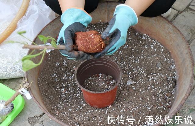 草木灰|不花钱的“肥料”遍地都是,捡回家养花,花盆抓一把,砰砰开爆盆