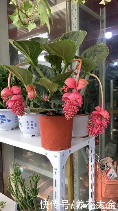 高山杜鹃|4种花贵气十足,养在家里有格调,等我有钱了一定要买