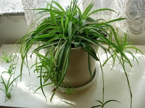 吊兰|卫生间适合养“4种花”,不仅耐旱、易养活,还可除菌、净化废气