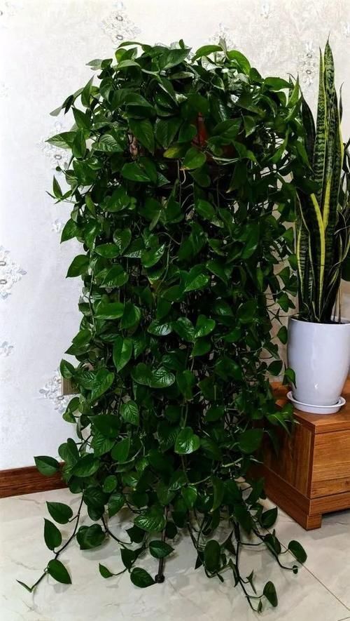 寒潮来袭，10种花最怕冷，抓紧搬回屋，不然只剩盆！