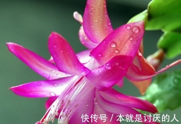 此款花卉便宜又好养,好养易活不招虫,养在哪里都爆盆,好运到来