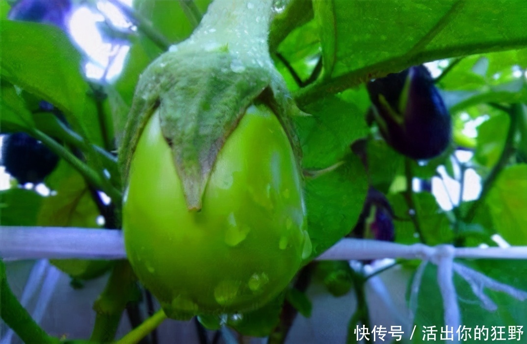 冬天养生正当时,3种食物不能少,补充营养,身体棒棒哒