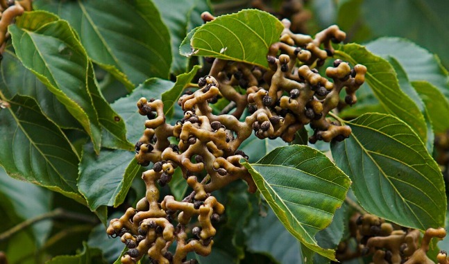 凉拌|65种野菜图片，带你认识不同的野菜和吃法，你想要的野菜这里都有