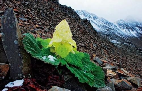 冰雪|高山流石滩，这里的花比任何地方都美丽