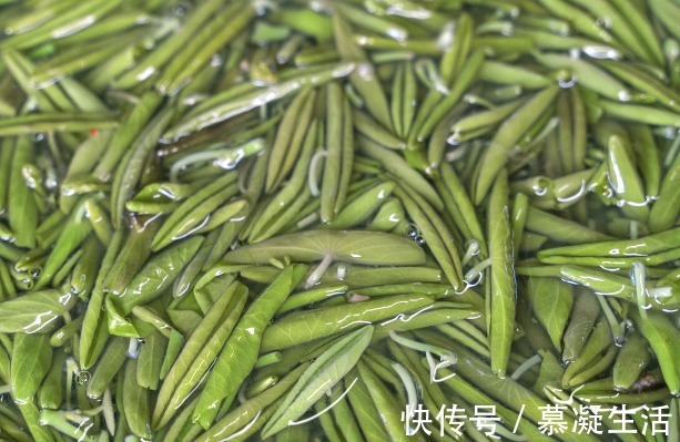 吃法|68种野菜图片，教你认识不同的野菜和吃法，你想要的野菜这里都有