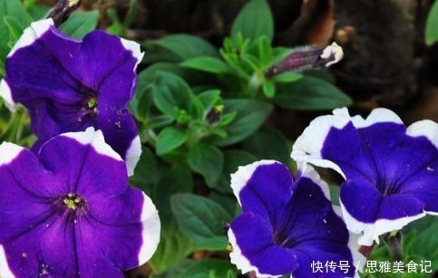 新手养花,不如养盆花中精品“徐妃醉妆”,如秀美妆容,气势磅礴