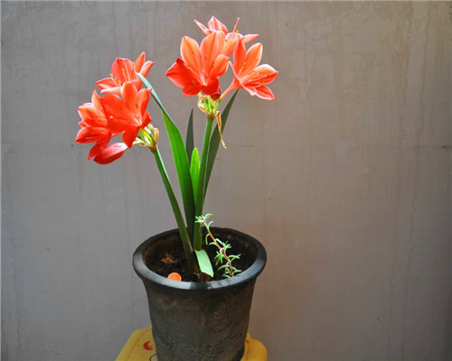 兰花科|紫根兰如何养爆盆教你3个养护紫根兰的小妙招，别说没提醒