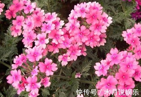 花色|这款植物全年开花，花色艳丽喜庆，比绿萝还好养，清香优雅