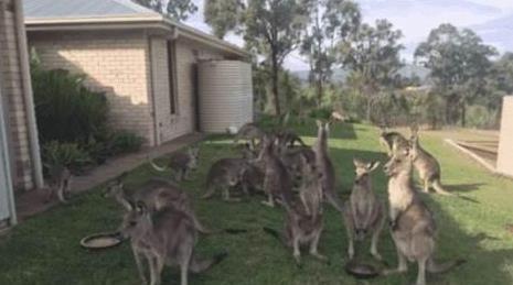 想不|澳大利亚人想不明白,袋鼠肉出口六十多个国家,为何中国人不爱吃