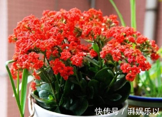 养长寿花,记住2个“要领”,次次开花“爆盆”,一开就是120天