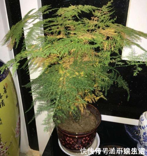 花卉|文竹黄叶不要慌,这“3种”物品,兑水浇盆里,黄叶全不见!
