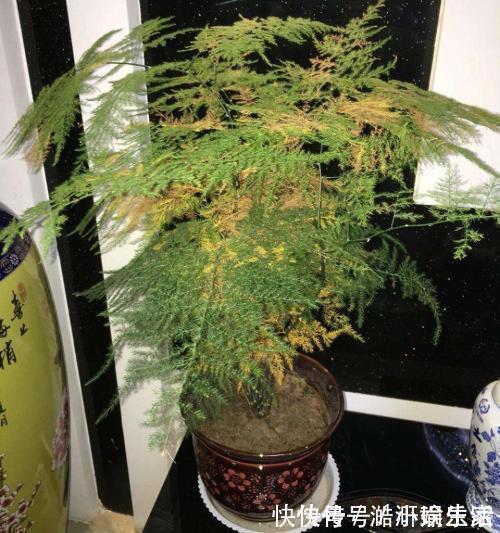 花卉|文竹黄叶不要慌，这“3种”物品，兑水浇盆里，黄叶全不见！