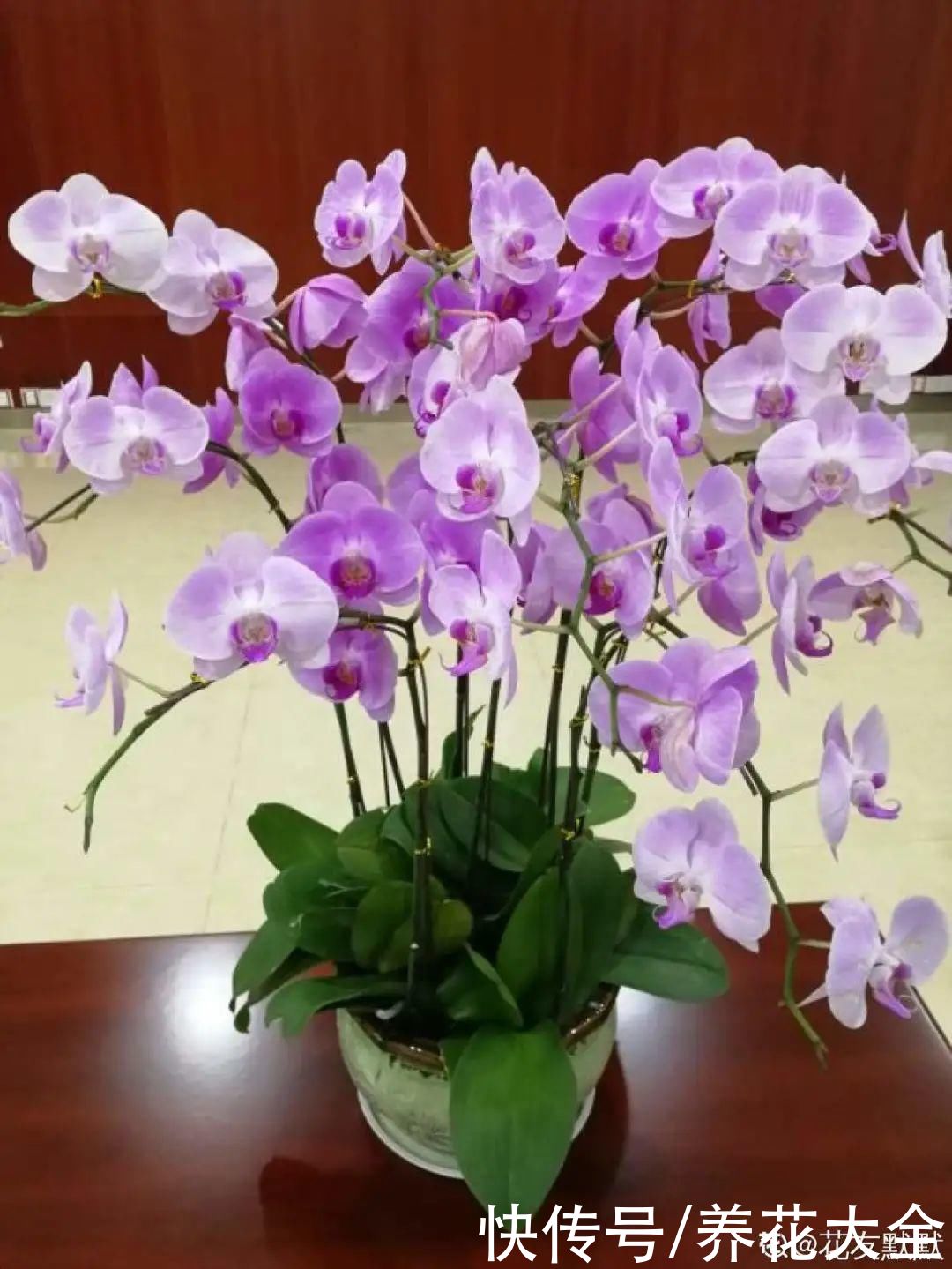 夏天怕晒的花，赶紧搬到阴凉地儿，再晒成枯杆了