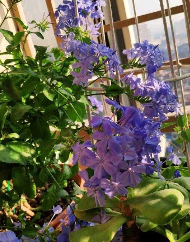 让蓝雪花开花更多,天天开花,开成花墙的“两个”方法