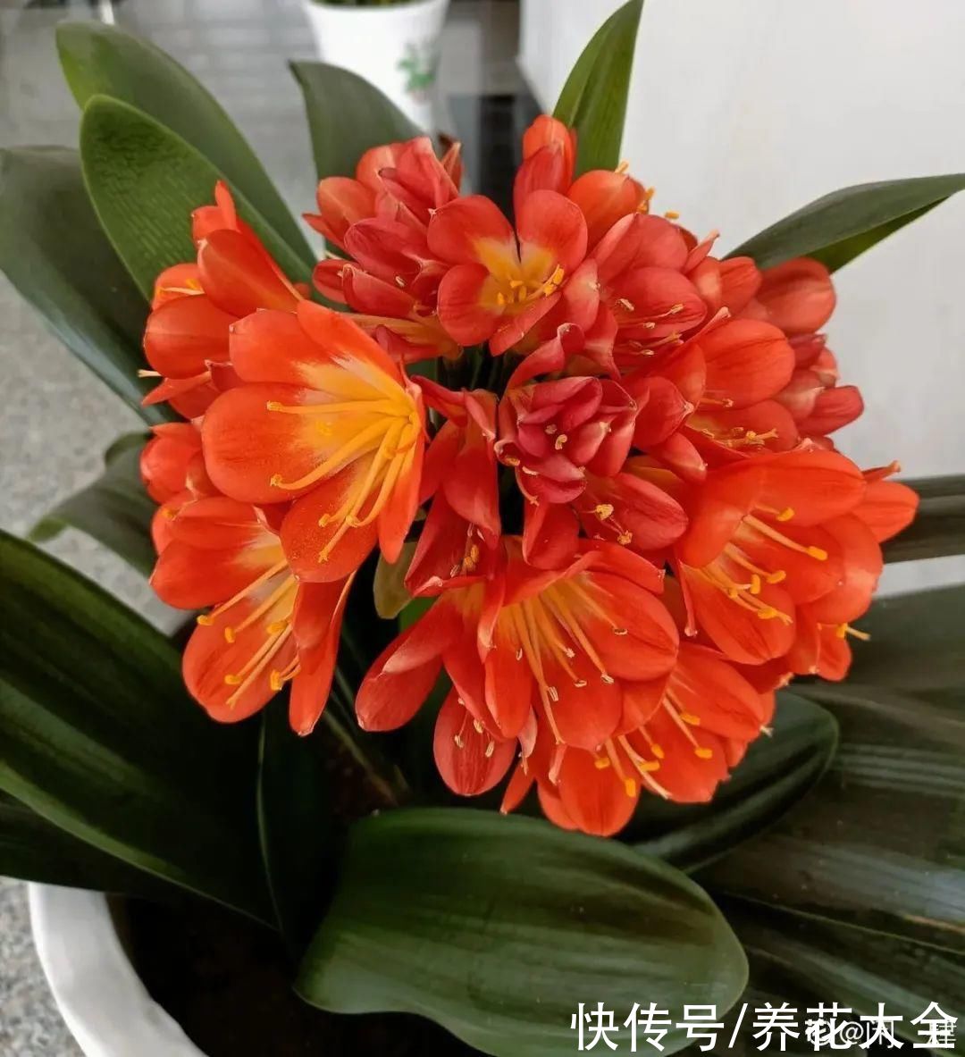 烂芯|夏天养君子兰,烂叶烂芯烂根,太难养了