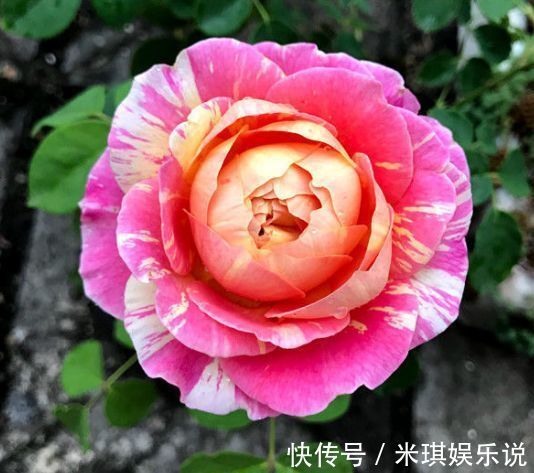 寓意超好的旺运花,吉祥又喜庆,年年开花美翻