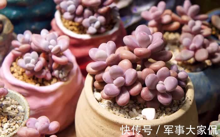 桃蛋|多肉“萌物”桃蛋并不难养,价格亲民,打理和繁殖都容易