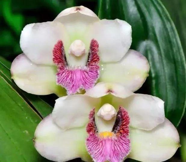 最全的兰花大鉴赏,看看你都见过几种兰花!