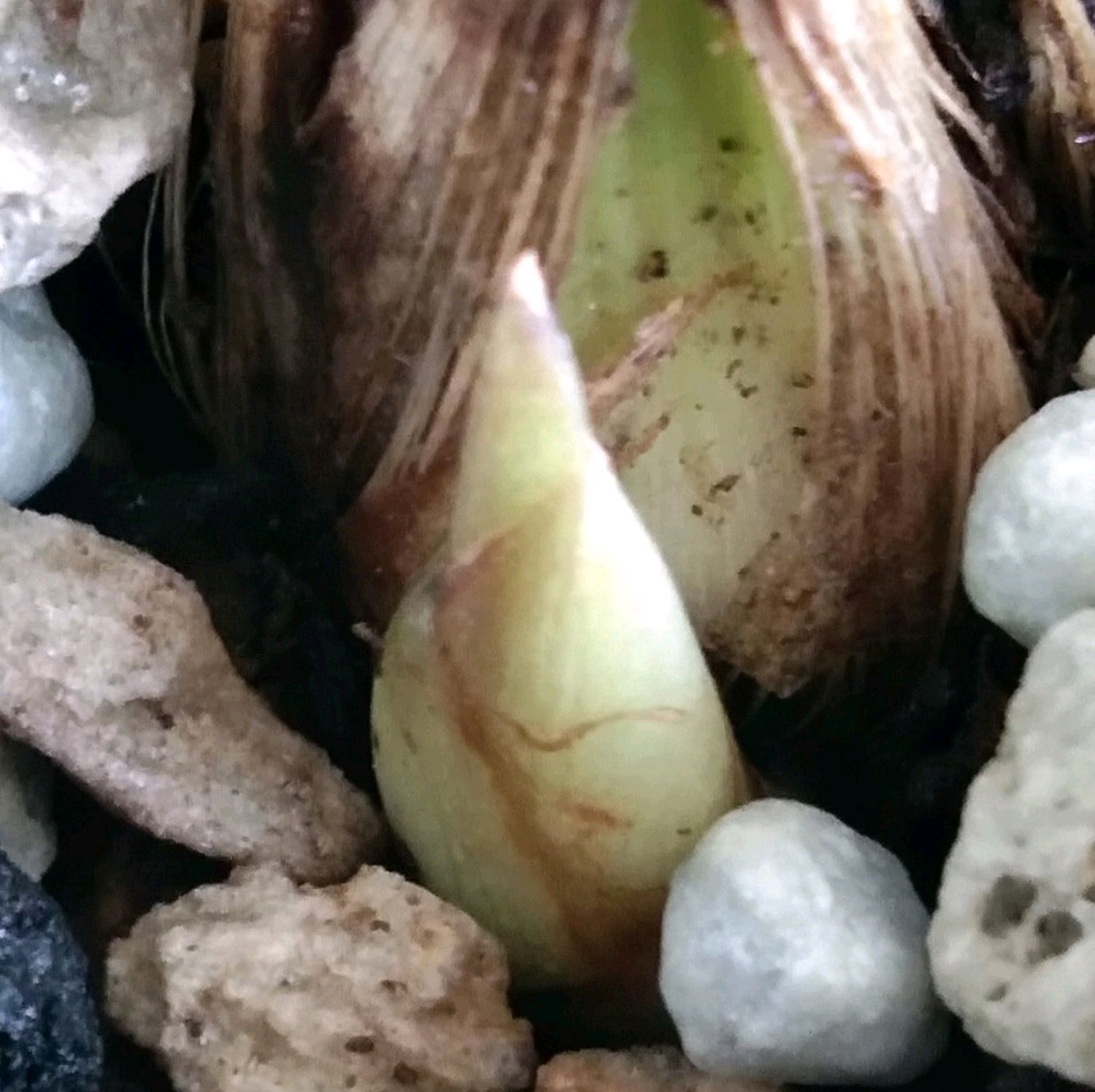 兰花盆|请给兰花一点尊重,把兰花养成这样良心不会痛吗快做到3点