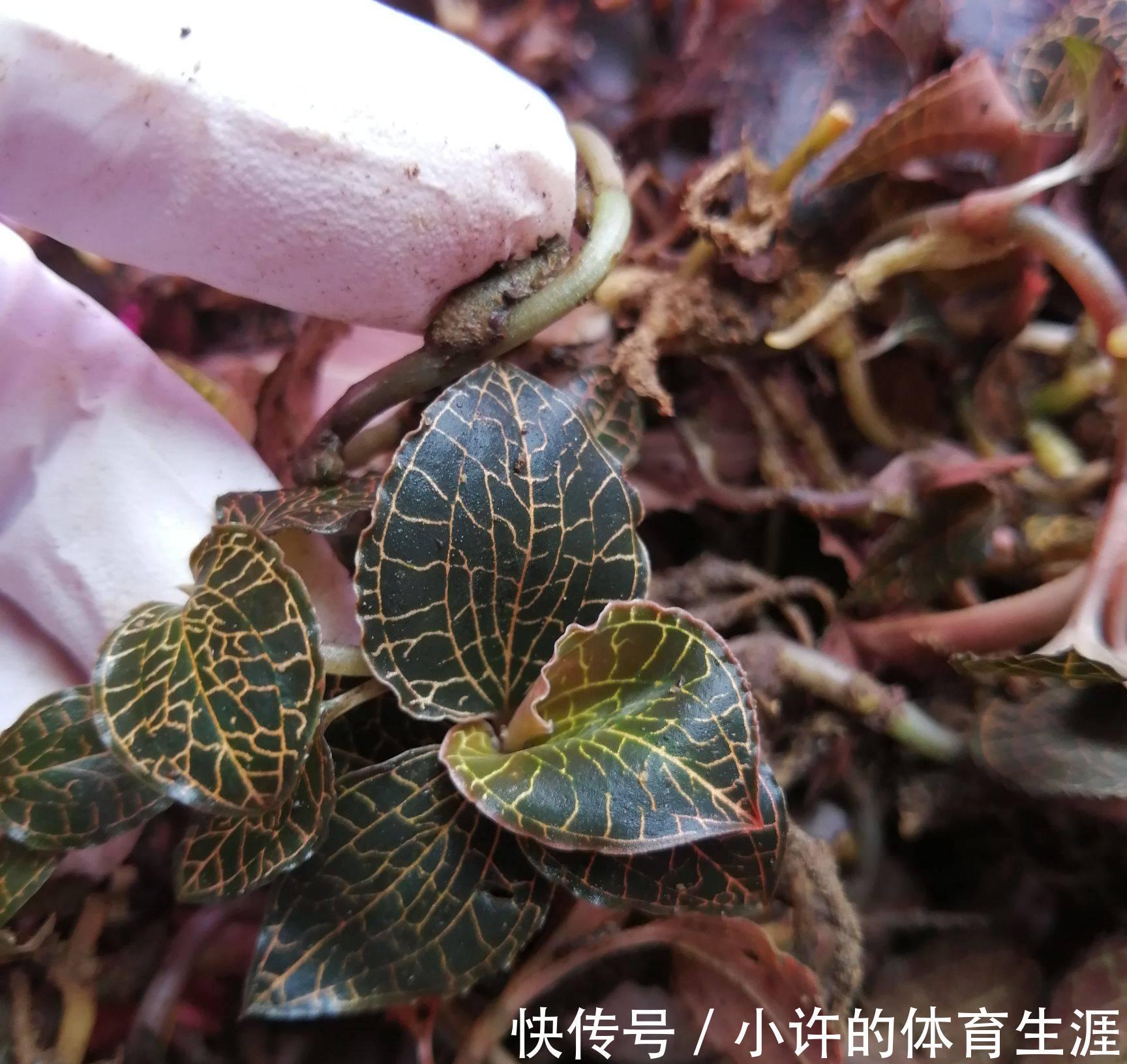 野草|这种野草一斤能卖上千元，只有不认识的人才把它当杂草看待