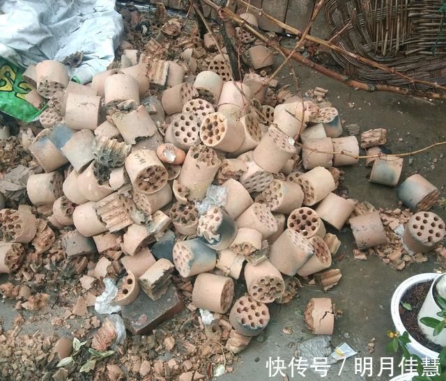 蜂窝|找到了一株金弹子盆景生桩头，可以使用纯的蜂窝煤球来发根吗