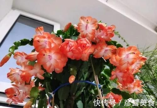 长寿花蟹爪兰还没开花,赶紧加餐,赏花有戏!