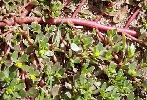 功效|马齿苋居然是“救命”的良药,究竟有哪些功效呢看完果断收藏