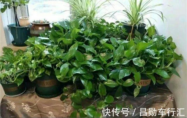 养花不会浇水吗?“六大口诀”记心间,养啥都能长得旺