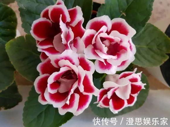 大岩桐|夏天扦插花卉,挑选“1种”枝条,7天冒白根,事半功倍,新手都会