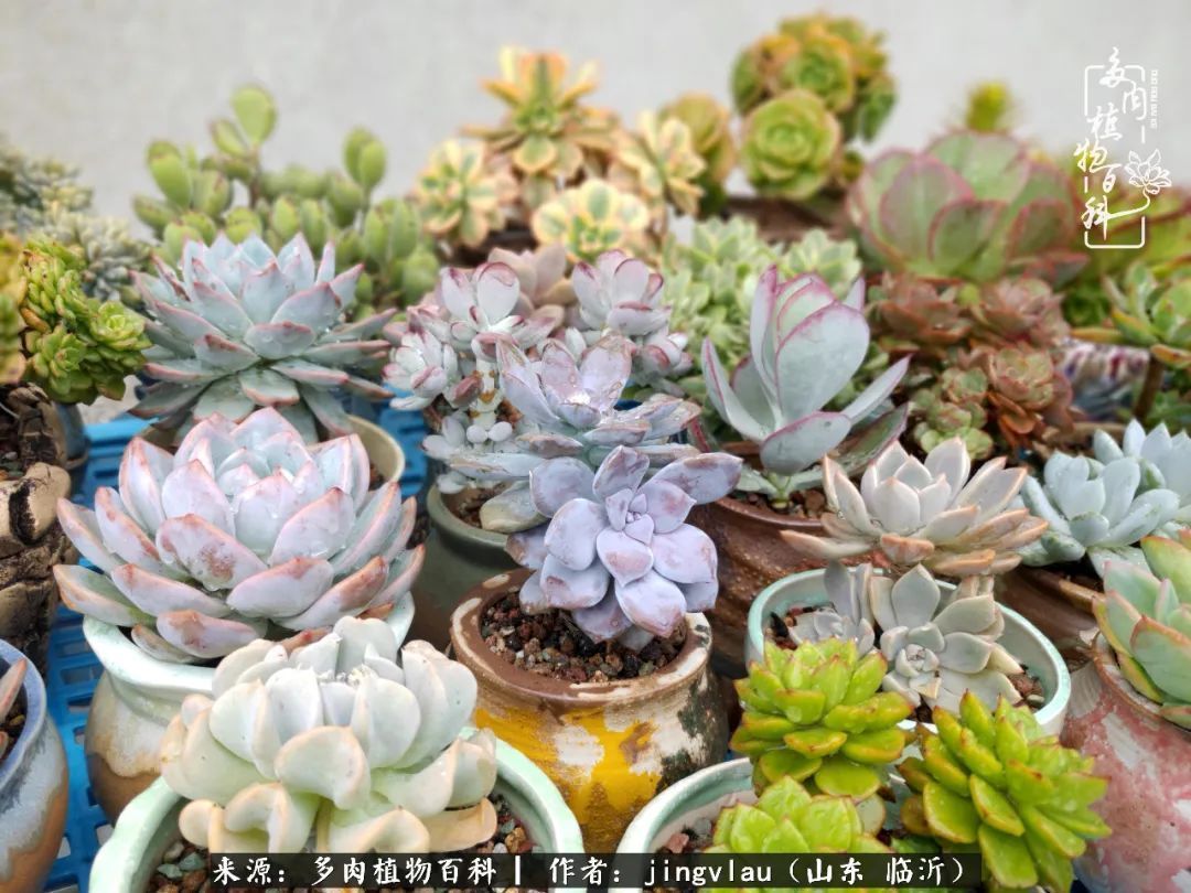 花月|多肉露养度夏，没遮阳没遮雨，有惊无险！