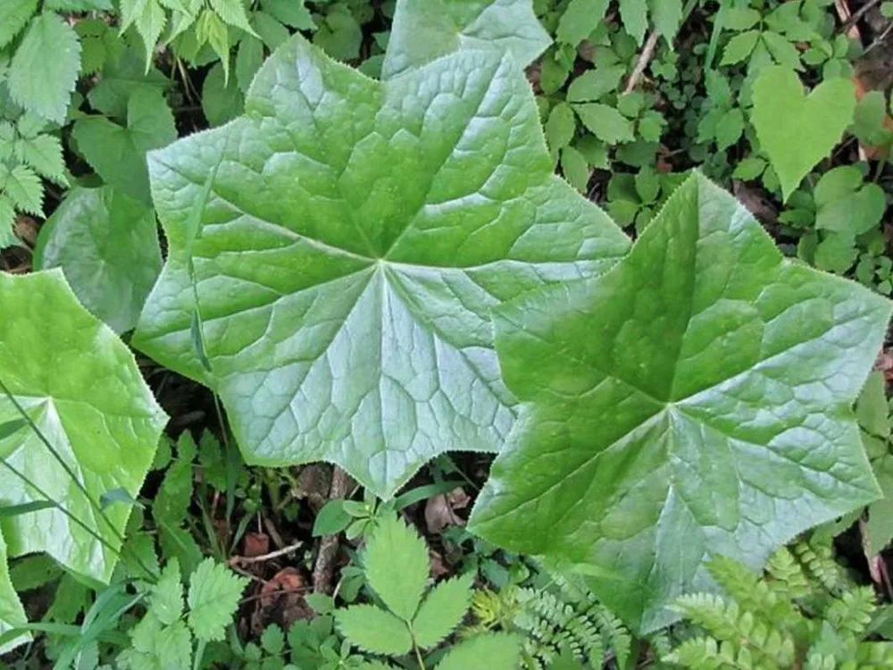 八角莲|它是民间重要的蛇药,集药用、观赏于一身,值得我们认识