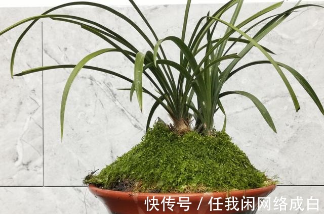 新栽的兰花什么时候浇水当时就浇和隔几天再浇,其实都不完全对