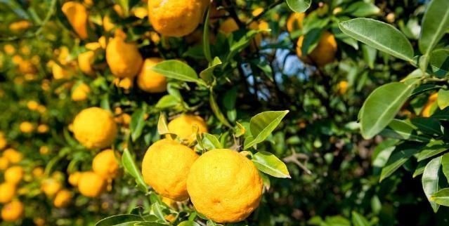 香橼|肝气一通,万病无踪2味常见中药泡茶饮,疏肝、理气、和胃