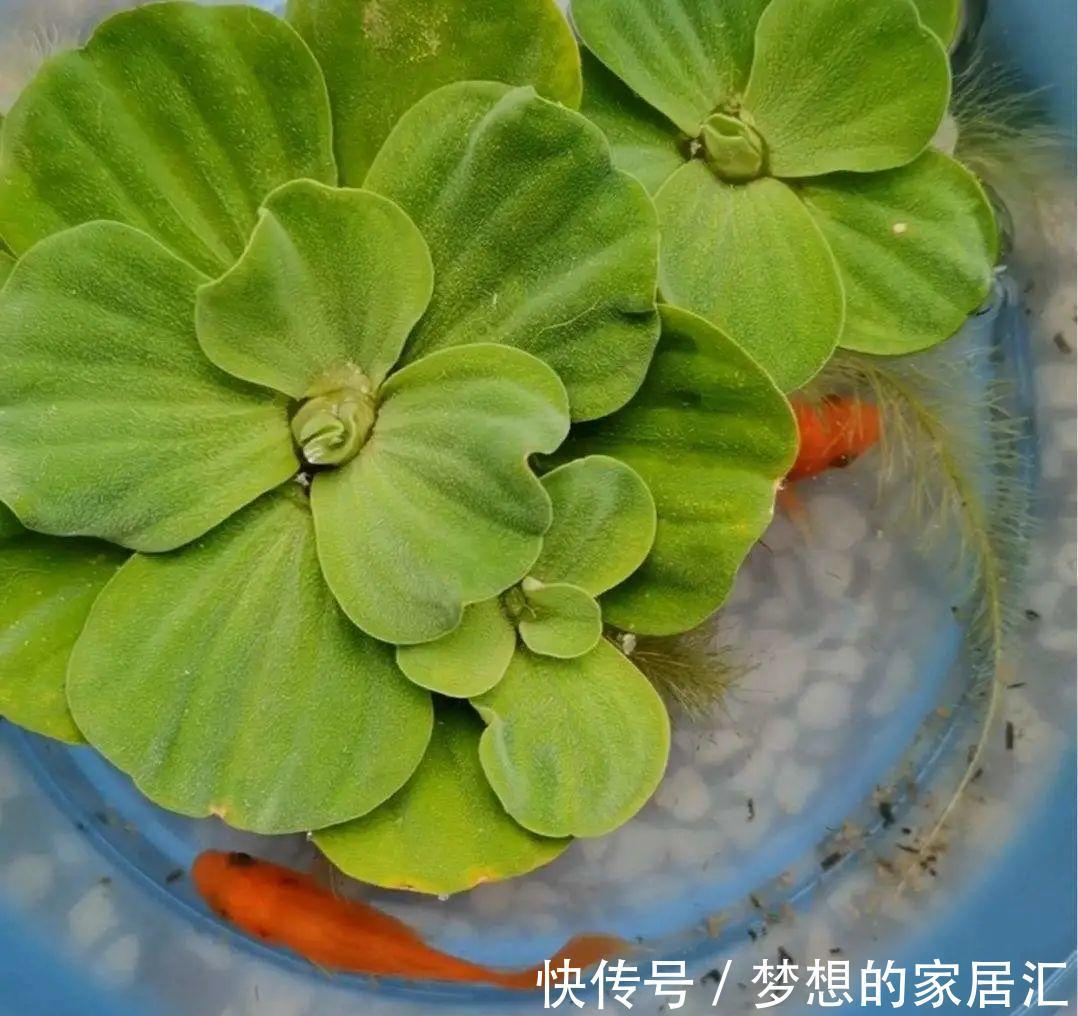 10种花太能喝水，一天一瓢水，7天爆满缸