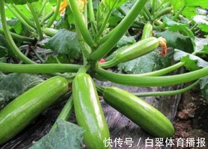 西葫芦光开花却不结瓜，教你做好几点，西葫芦摘完一茬又一茬