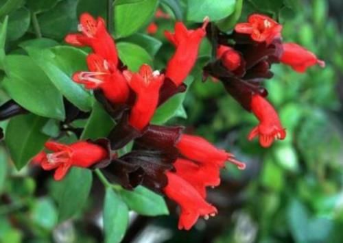 4种花全年都开花，养在阳台特合适，花开不断，还能旺财！