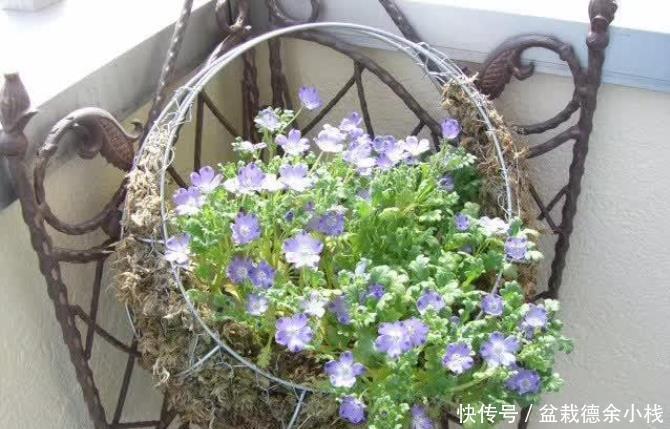 就算|很少花友会知道的5种观赏花卉,认识一种就算老园丁了