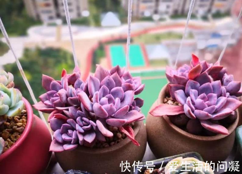 夏天|夏天多肉有“5怕”，及时避开才能安全度夏，入秋后越长越美