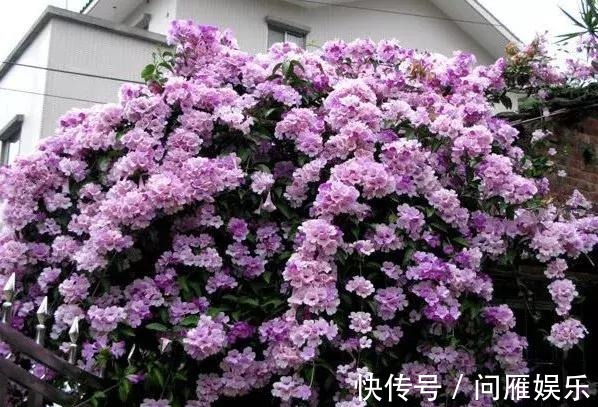 1种花1年能长4米高,花开1000朵,从来不生虫,花还能当蒜吃!