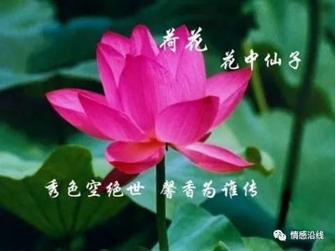 我国十大名花，你家养了几盆？