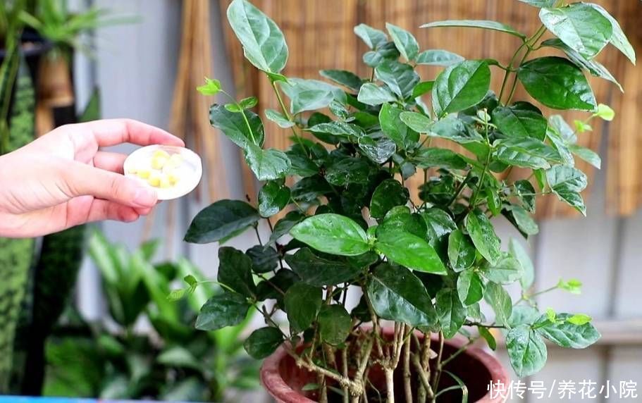 秋天|秋天给花卉换盆，4个关键点要注意，否则也是难服盆