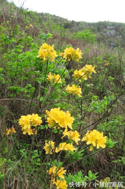 “美丽有毒”的植物，快来认识11种“毒花毒果”，不吃亏不上当