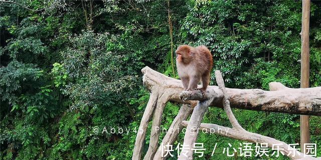 碧峰峡|这个夏天躲到山里度假，早看云海夜观星，还能和百种动物亲密接触