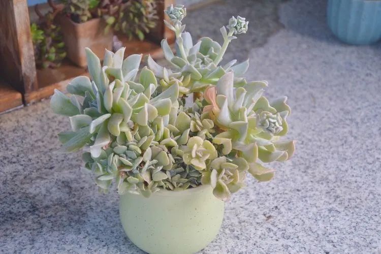 面朝大海的多肉们,在四季变迁中生生不息!