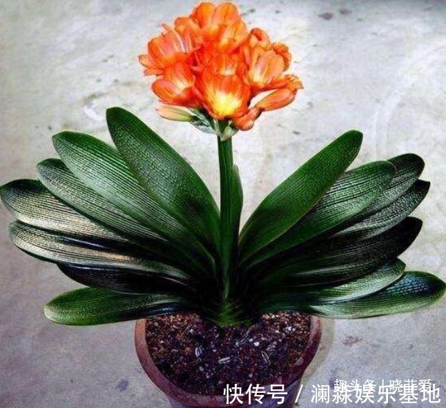 君子兰不开花,叶子有“信号”,你知道怎么把它养开花吗?