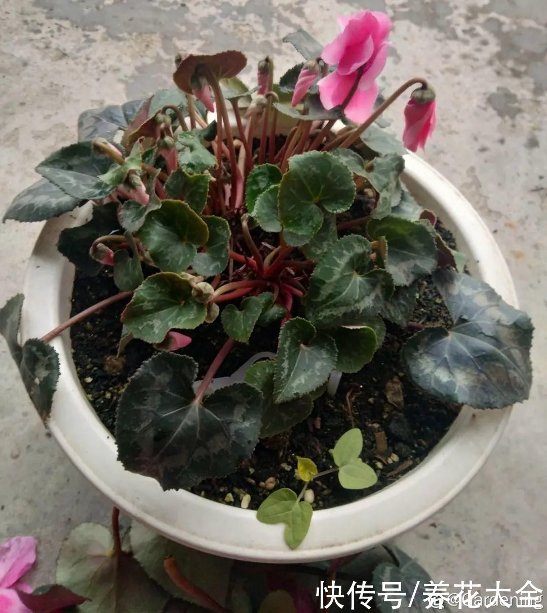 10种花要控水,天热反而不能浇,一浇水就死