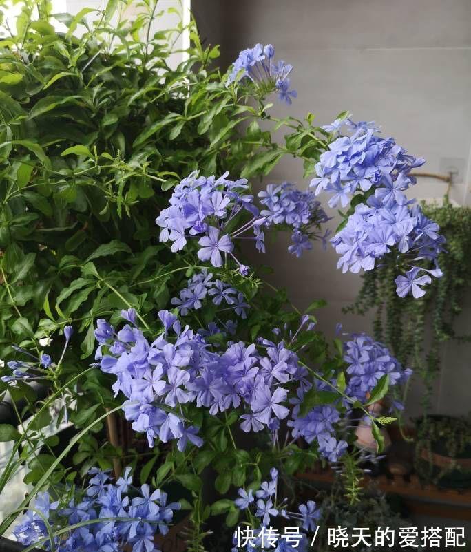 养分|让蓝雪花秋天开花更多的2个方法,不要舍不得,要辣手摧花