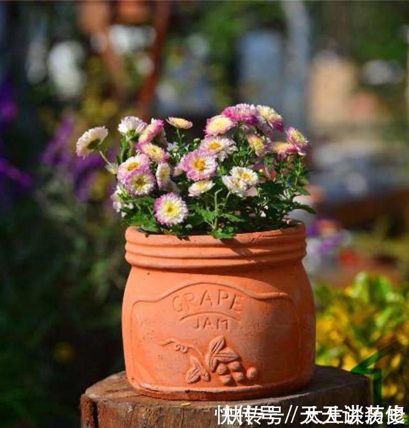 新手养花用红陶盆,红陶盆的优缺点,你知道多少?