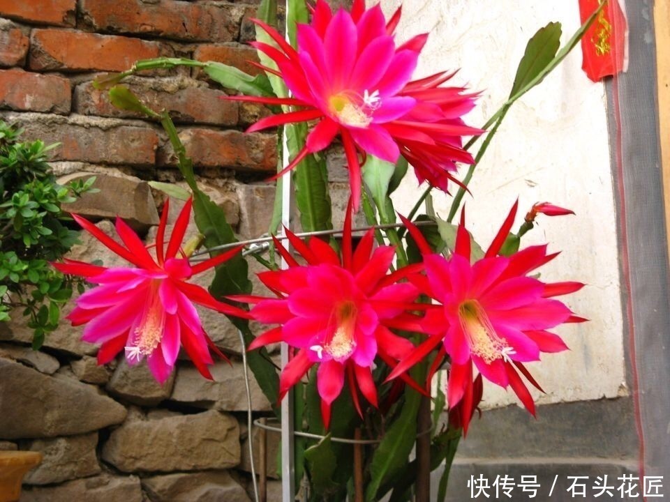 阳台|他家阳台养了“20盆”令箭荷花,长到1米5高,花苞巴掌大