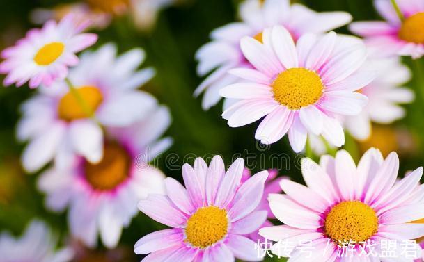 特爱“吃土”的8种花,该换盆时就换盆,别偷懒